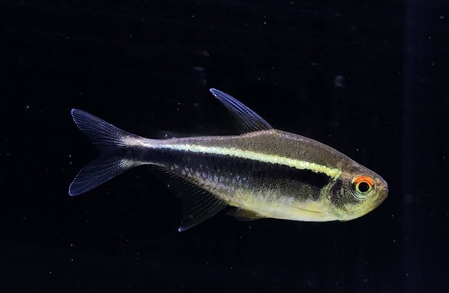 アクアヒーリング プレアデス | 大阪府松原市にあるアクアリウムショップ！金魚・メダカ・熱帯魚・水草・日本淡水魚を取り扱っております！！
