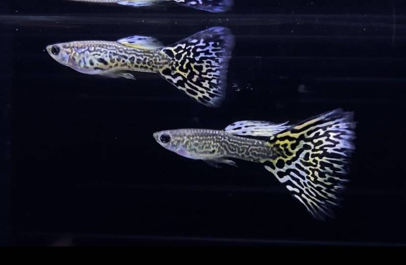 アクアヒーリング プレアデス | 大阪府松原市にあるアクアリウムショップ！金魚・メダカ・熱帯魚・水草・日本淡水魚を取り扱っております！！